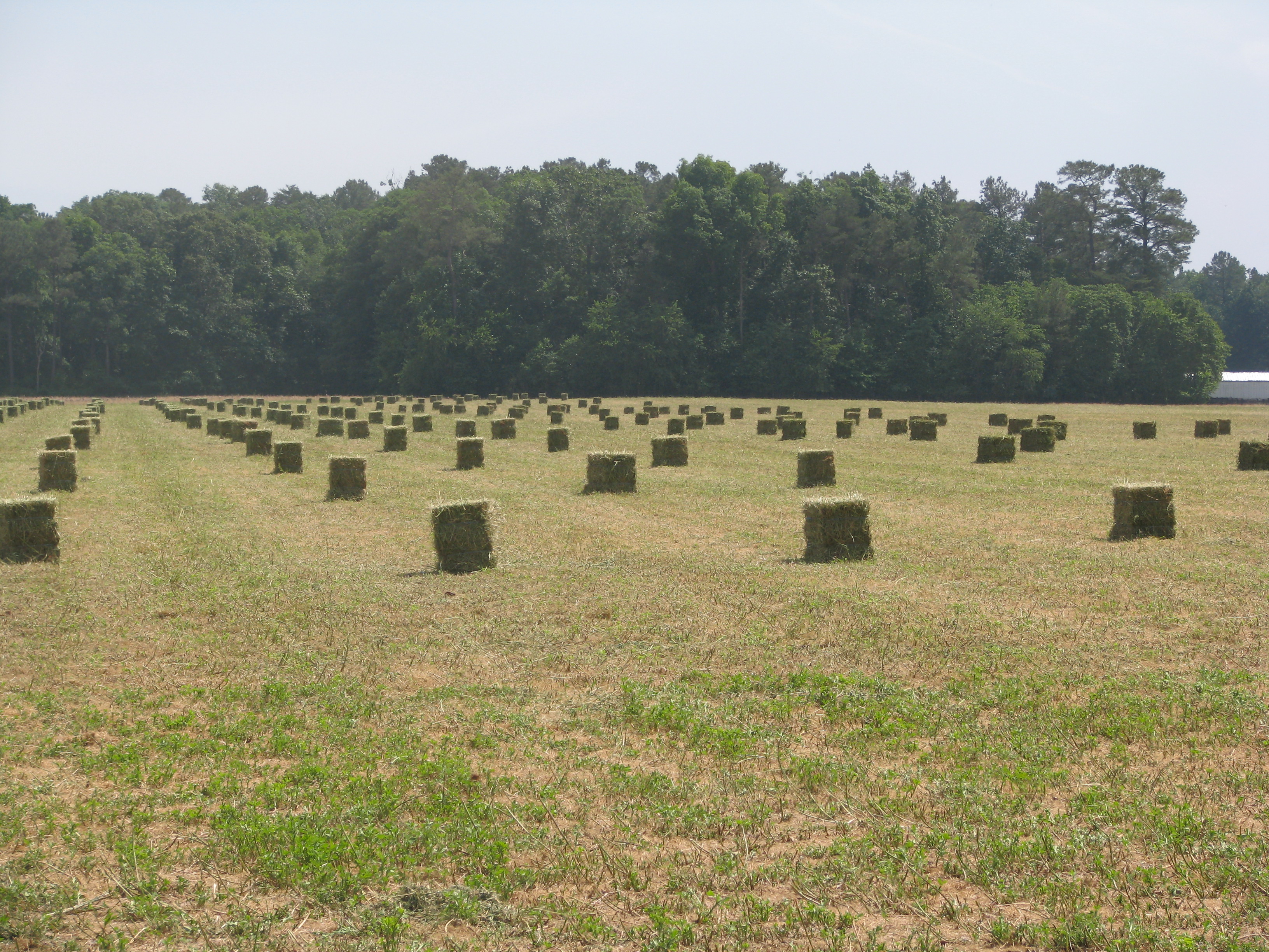 Hay11.JPG